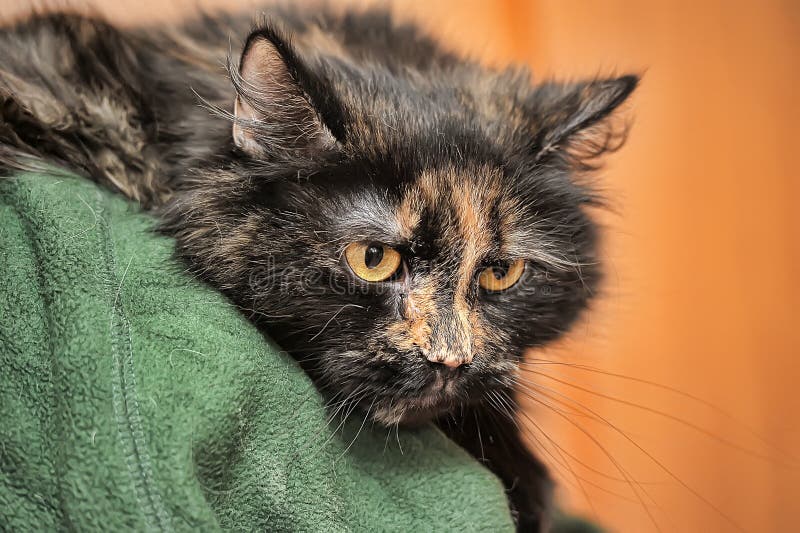 Tortoiseshell Cat with Angry Expression Lying on White Fake Fur with