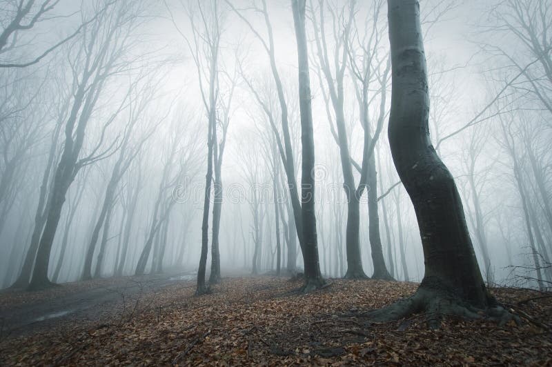Angstaanjagende scène in een bos met mist stock foto's Angstaanjagende scène in een bos met mist stock foto's