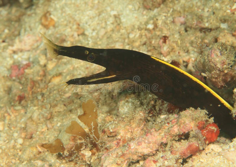 Anguilla nera del nastro - giovane fotografie stock Anguilla nera del nastro - giovane fotografie stock