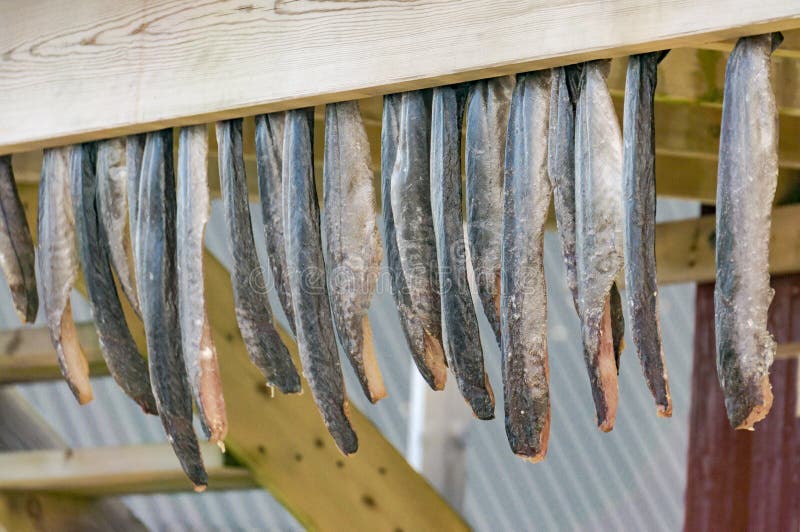 Anguille sèche et salée, stockfisch accrochant sur un conseil photographie stock Anguille sèche et salée, stockfisch accrochant sur un conseil photographie stock
