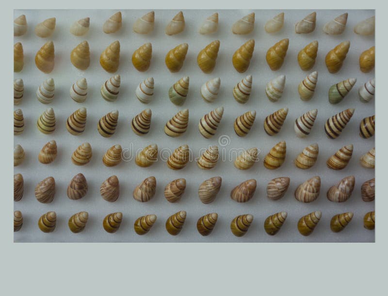 Angulate Periwinkle Seashell Collection on Display stock photo
