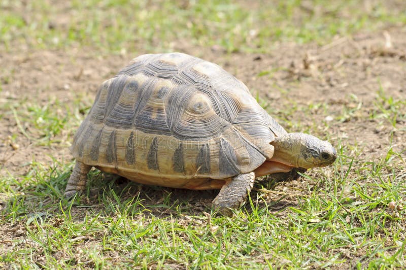 Angulate Tortoise