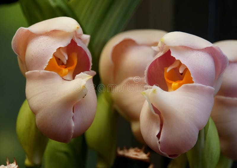 Anguloa Uniflora, Also Known As Swaddled Babies Orchids Stock Photo - Image  of natural, pink: 170251618