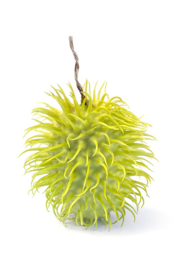 Anguria van Cackreycucumis, als kastanjebruine komkommer, het Westen I ook wordt bekend die royalty-vrije stock afbeeldingen Anguria van Cackreycucumis, als kastanjebruine komkommer, het Westen I ook wordt bekend die royalty-vrije stock afbeeldingen