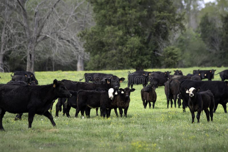 Angus and black baldy cattle in spring pasture