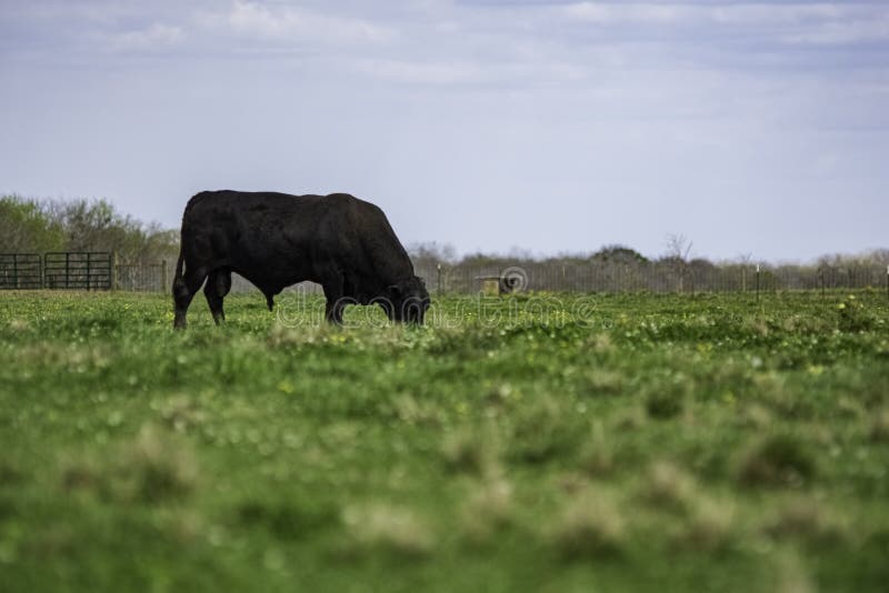 Angus bull grazing - negative space
