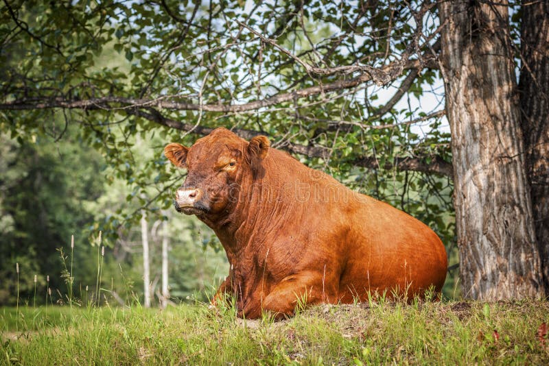 Angus Bull rouge - se reposant par les arbres photo libre de droits Angus Bull rouge - se reposant par les arbres photo libre de droits