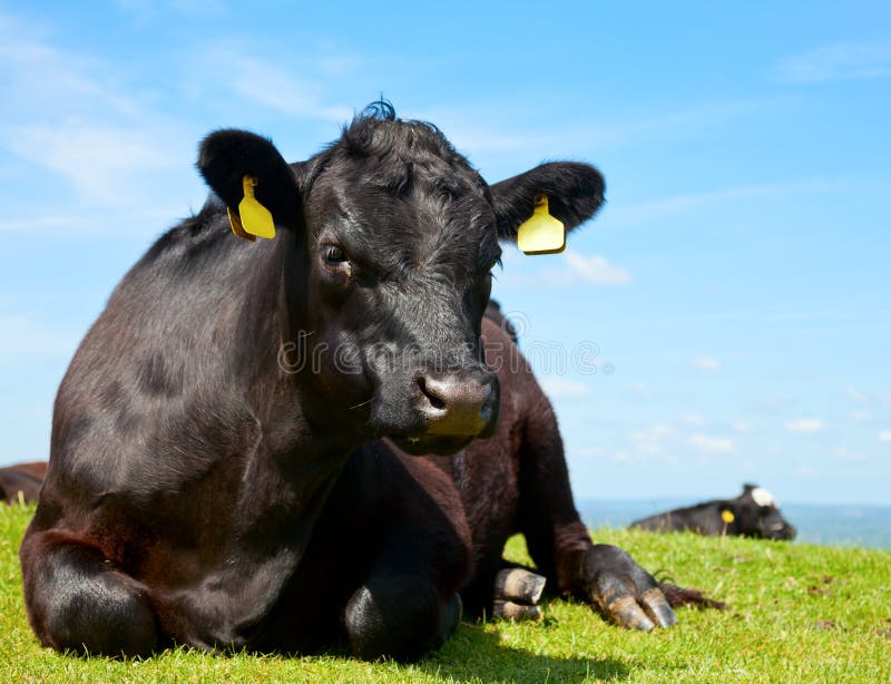 Angus cattle