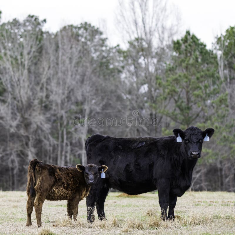 Angus Cowcalf Pair with Cu Deficient Calf Stock Photo Image of