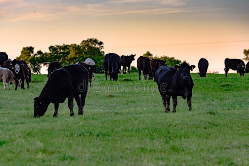 Angus crossbred cattle in a green pasture at sundown. Angus crossbred cattle in a green pasture at sundown