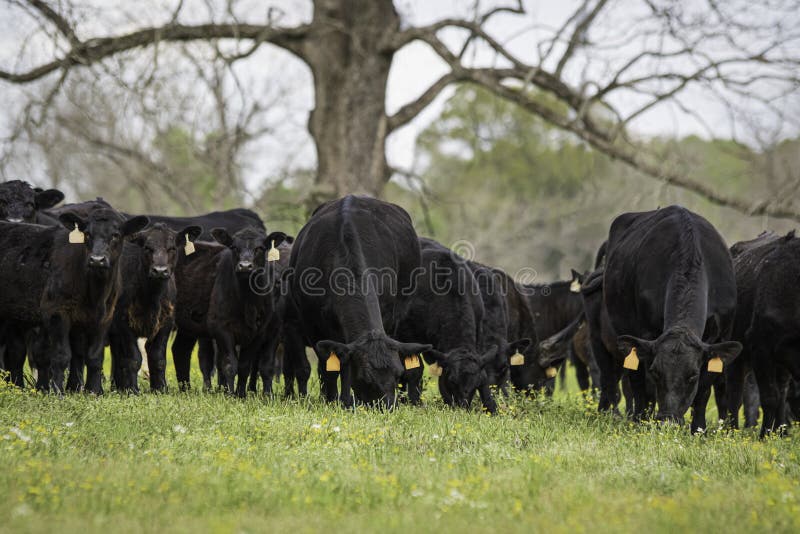 Angus herd in early spring pasture - low angle