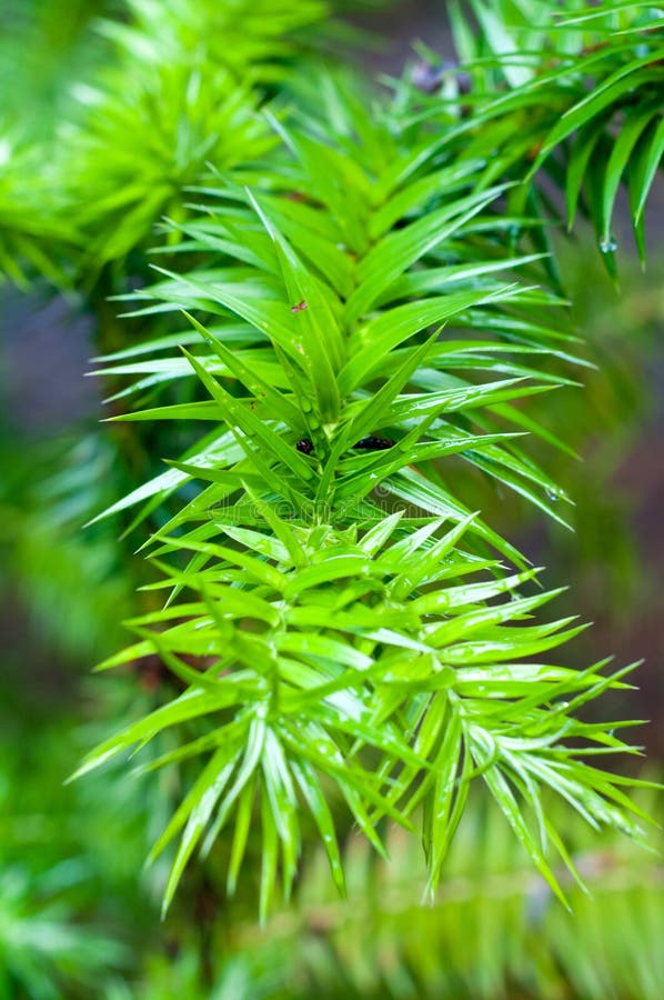 Angustifolia de la araucaria imagen de archivo libre de regalías Angustifolia de la araucaria imagen de archivo libre de regalías