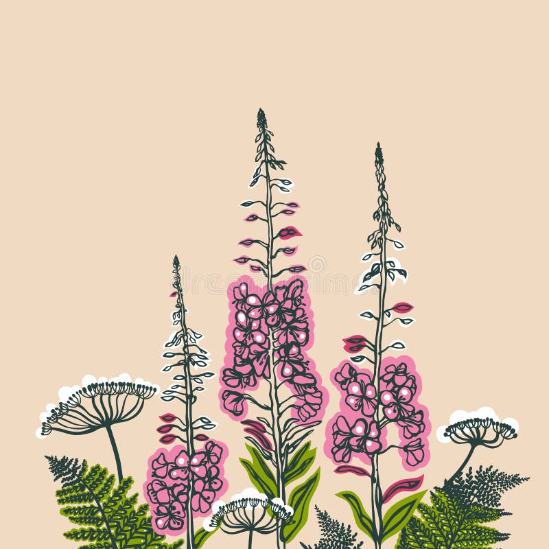 Epilobium angustifolium, Angelica, Polypodiophyta. Card with forest and meadow plants. Angelica, fern, fireweed. Flowering plants. Summer theme. Vector illustration. Epilobium angustifolium, Angelica, Polypodiophyta. Card with forest and meadow plants. Angelica, fern, fireweed. Flowering plants. Summer theme. Vector illustration.