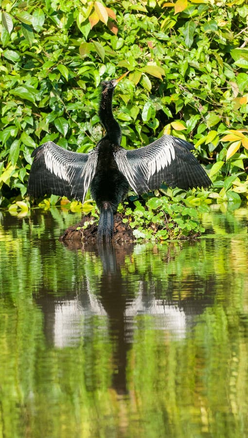 Anhinga fotografia stock libera da diritti Anhinga fotografia stock libera da diritti
