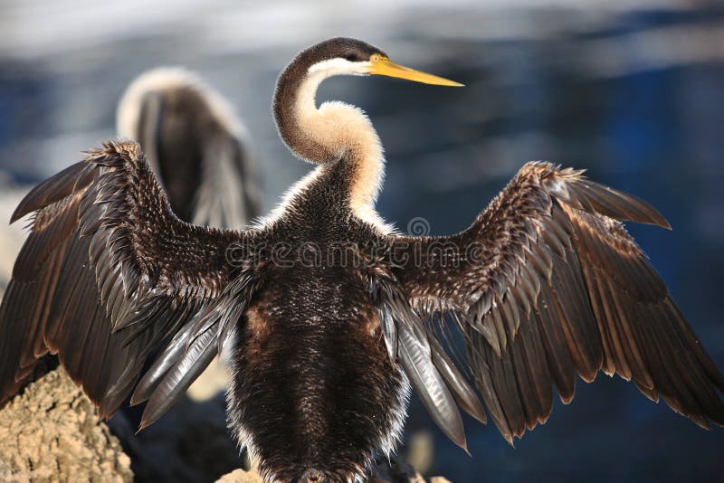 Anhinga, Black Swan Lake in Perth, Australia