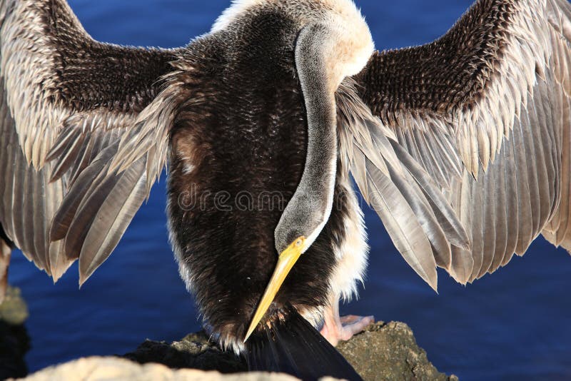 Anhinga, Black Swan Lake in Perth, Australia