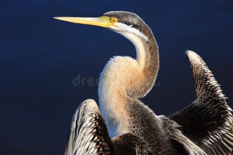 Anhinga, lago nero swan a Perth, Australia fotografie stock Anhinga, lago nero swan a Perth, Australia fotografie stock