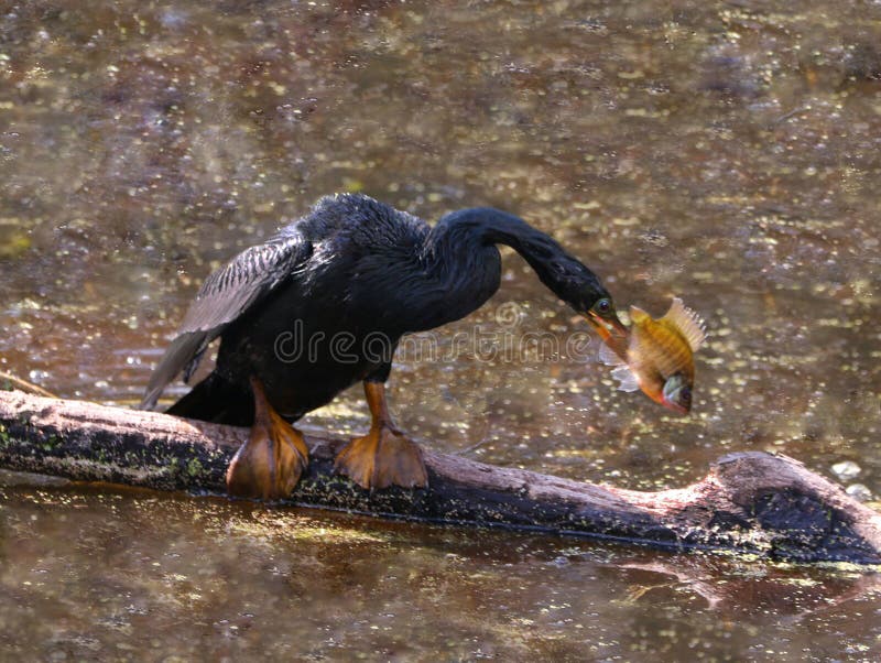Anhinga med fisken arkivfoton Anhinga med fisken arkivfoton