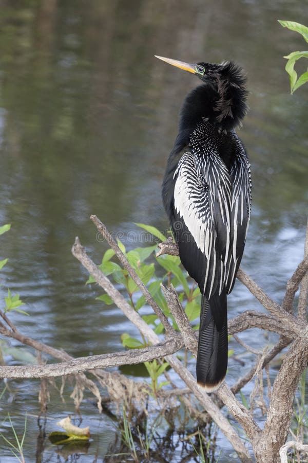 Anhinga on Perch in Everglades National Park