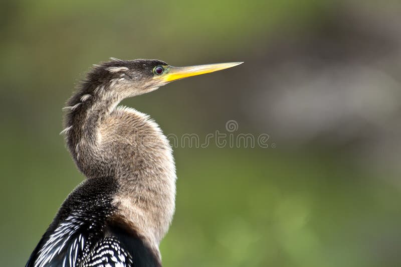 Anhinga perched