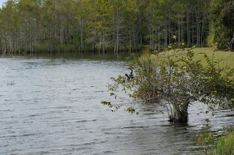 anhinga perched in tree