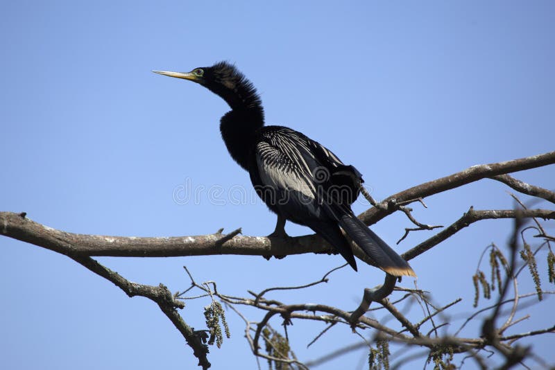 Anhinga perched on a tree branch in the Florida Everglades.