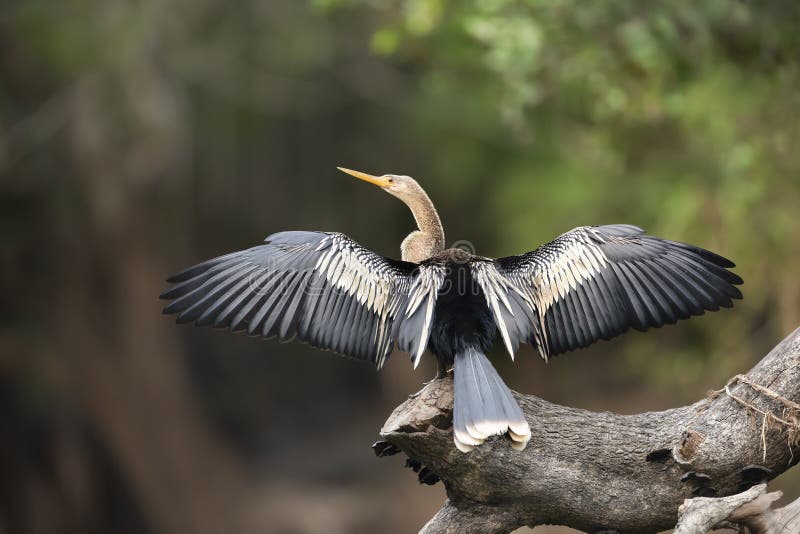 Anhinga perched on a tree with wings and tail spread to dry