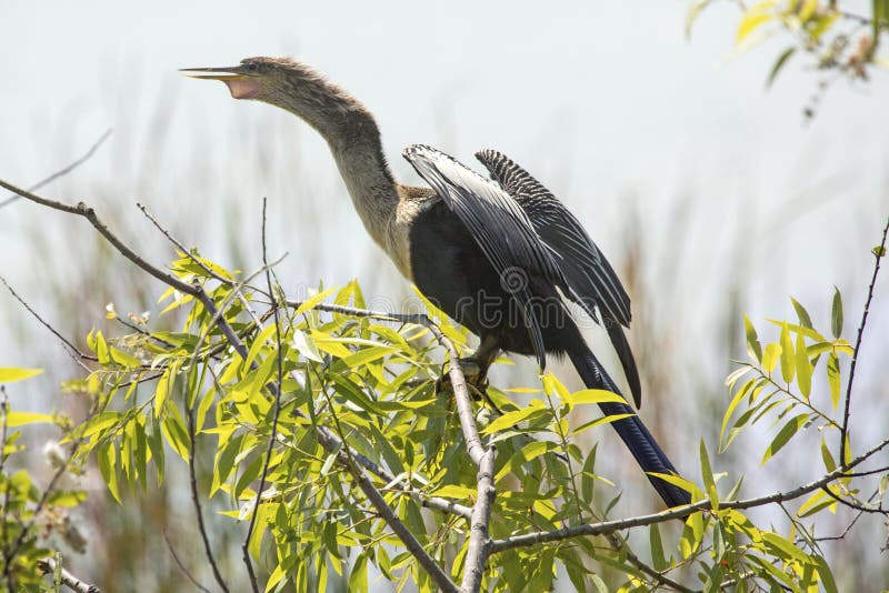 Anhinga perched with wings drying at Lake Apopka, Florida.