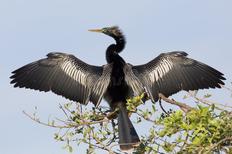 Anhinga que seca suas penas fotos de stock Anhinga que seca suas penas fotos de stock
