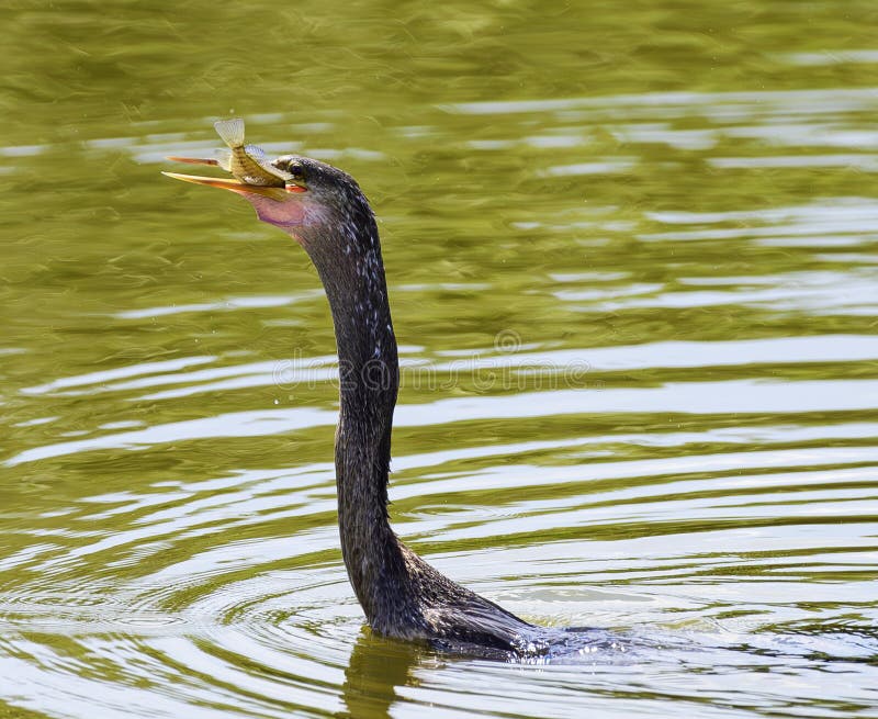 The double-crested cormorant is a member of the cormorant family of water birds. It is found near rivers and lakes, and in coastal areas, and is widely distributed across North America, from the Aleutian Islands in Alaska down to Florida and Mexico. The double-crested cormorant is a member of the cormorant family of water birds. It is found near rivers and lakes, and in coastal areas, and is widely distributed across North America, from the Aleutian Islands in Alaska down to Florida and Mexico.