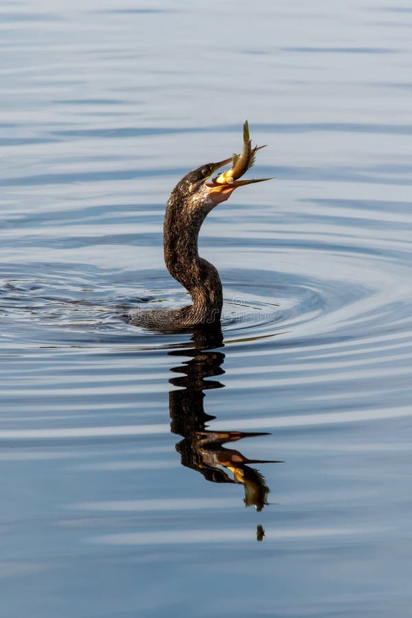 Anhinga - Anhinga anhinga - attempting to swallow large fish it has just speared while swimming in calm wetlands of Green Cay Nature Center. Anhinga - Anhinga anhinga - attempting to swallow large fish it has just speared while swimming in calm wetlands of Green Cay Nature Center.