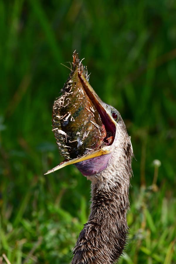 Anhinga - Anhinga anhinga - swallowing large fish on Anhinga Trail in Everglades National Park, Florida. Anhinga - Anhinga anhinga - swallowing large fish on Anhinga Trail in Everglades National Park, Florida.