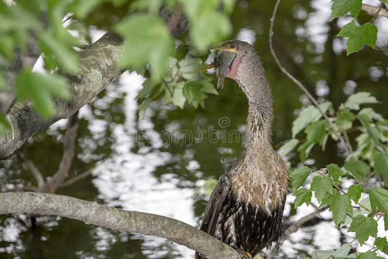 A wet anhinga bird, just out of the water, with a fish in its mouth. A wet anhinga bird, just out of the water, with a fish in its mouth