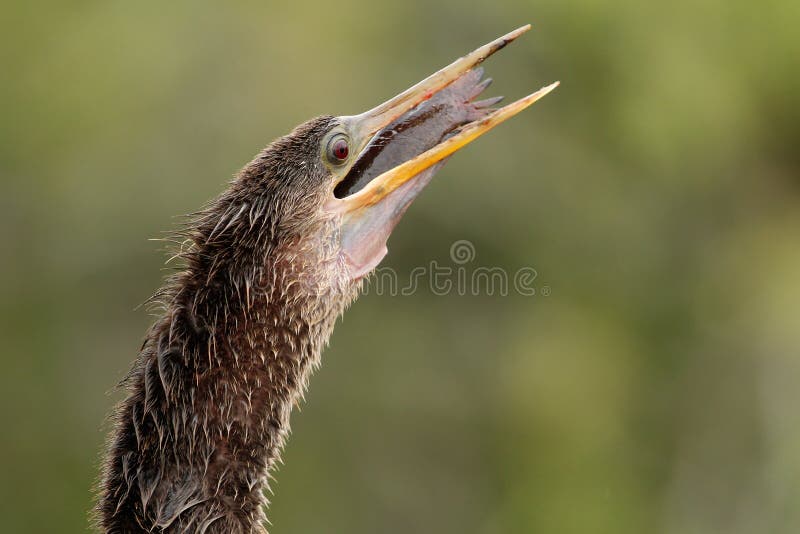 Anhinga (Anhinga anhinga) swallowing fish. Anhinga (Anhinga anhinga) swallowing fish