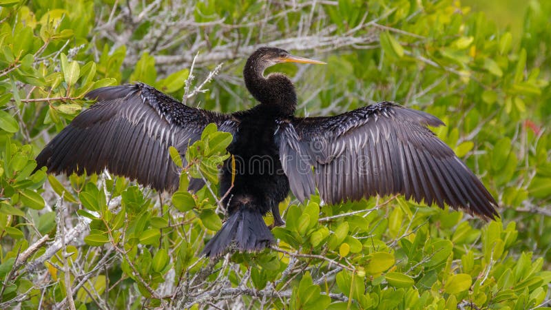 An anhinga drying its wing off. An anhinga drying its wing off.