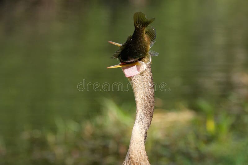 Anhinga (Anhinga anhinga) eating fish. Anhinga (Anhinga anhinga) eating fish