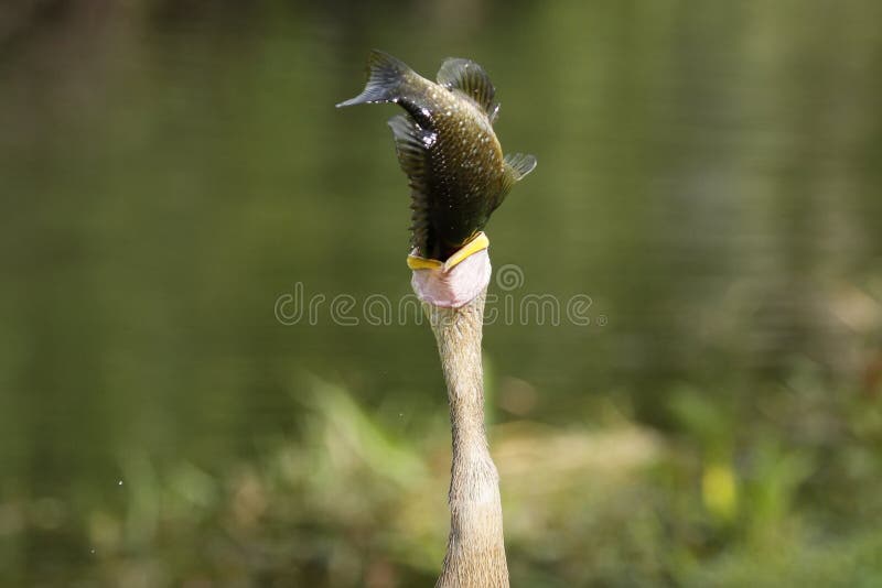 Anhinga (Anhinga anhinga) eating fish. Anhinga (Anhinga anhinga) eating fish