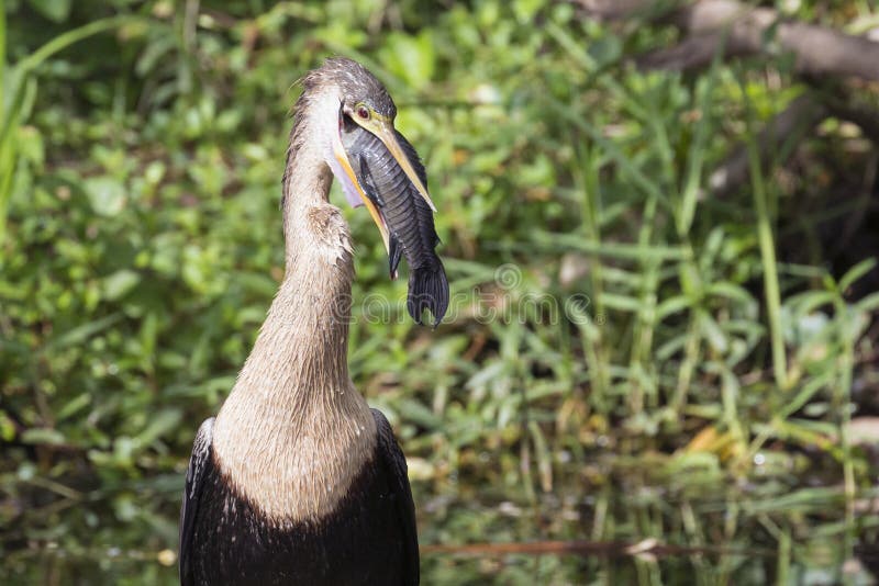 A wild anhinga eating a freshly caught armored catfish in Everglades National Park Florida. A wild anhinga eating a freshly caught armored catfish in Everglades National Park Florida.