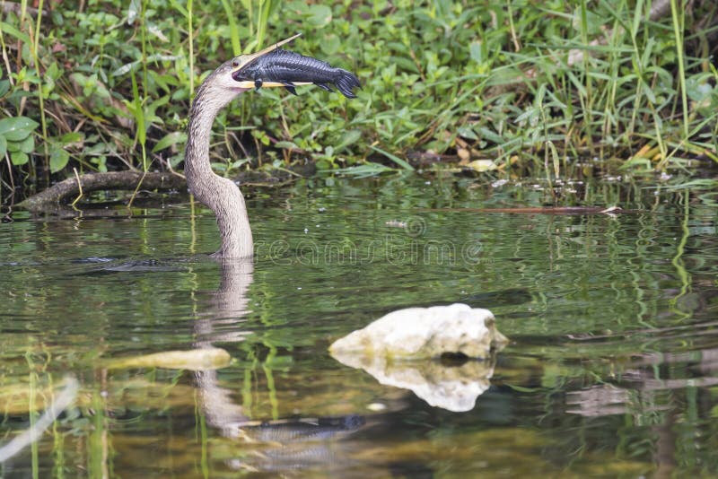 A wild anhinga eating a freshly caught armored catfish in Everglades National Park Florida. A wild anhinga eating a freshly caught armored catfish in Everglades National Park Florida.