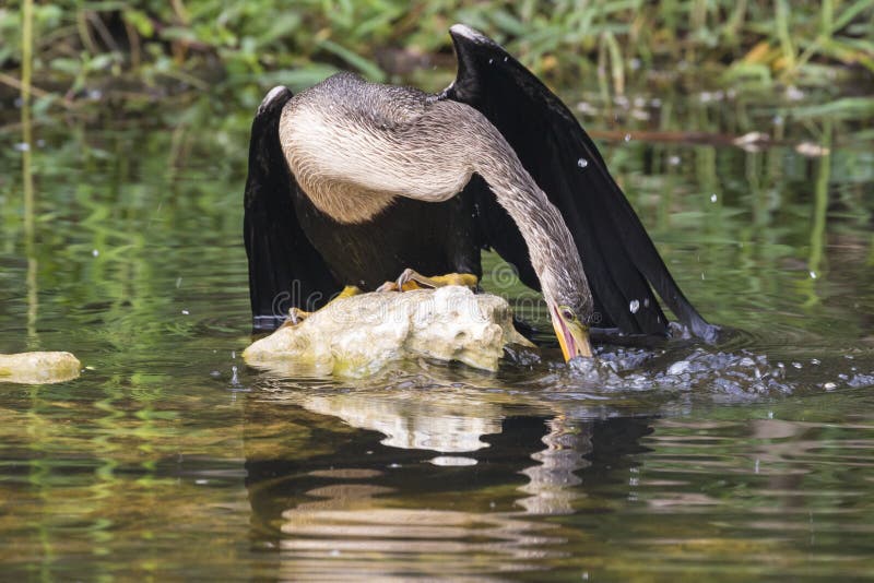 A wild anhinga eating a freshly caught armored catfish in Everglades National Park Florida. A wild anhinga eating a freshly caught armored catfish in Everglades National Park Florida.