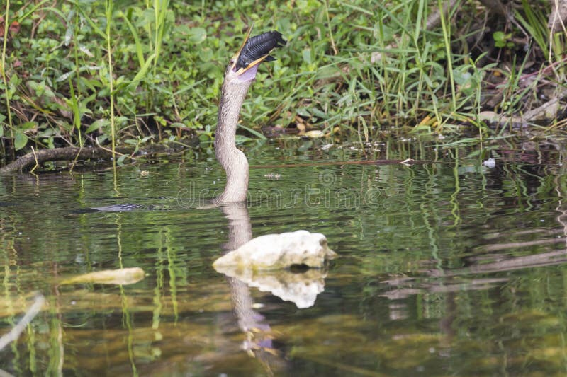 A wild anhinga eating a freshly caught armored catfish in Everglades National Park Florida. A wild anhinga eating a freshly caught armored catfish in Everglades National Park Florida.