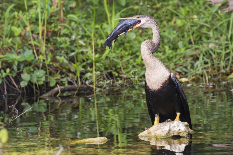 A wild anhinga eating a freshly caught armored catfish in Everglades National Park Florida. A wild anhinga eating a freshly caught armored catfish in Everglades National Park Florida.