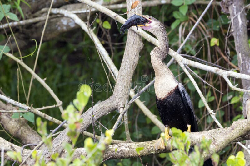 A wild anhinga eating a freshly caught armored catfish in Everglades National Park Florida. A wild anhinga eating a freshly caught armored catfish in Everglades National Park Florida.