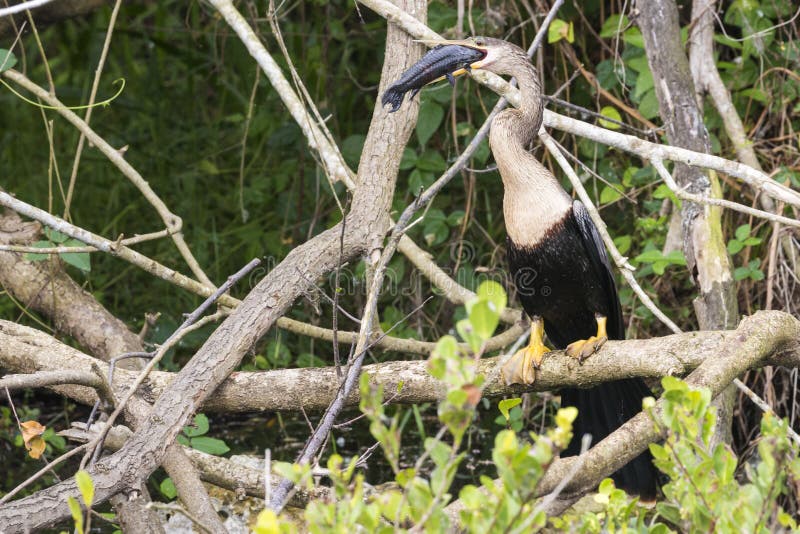 A wild anhinga eating a freshly caught armored catfish in Everglades National Park Florida. A wild anhinga eating a freshly caught armored catfish in Everglades National Park Florida.