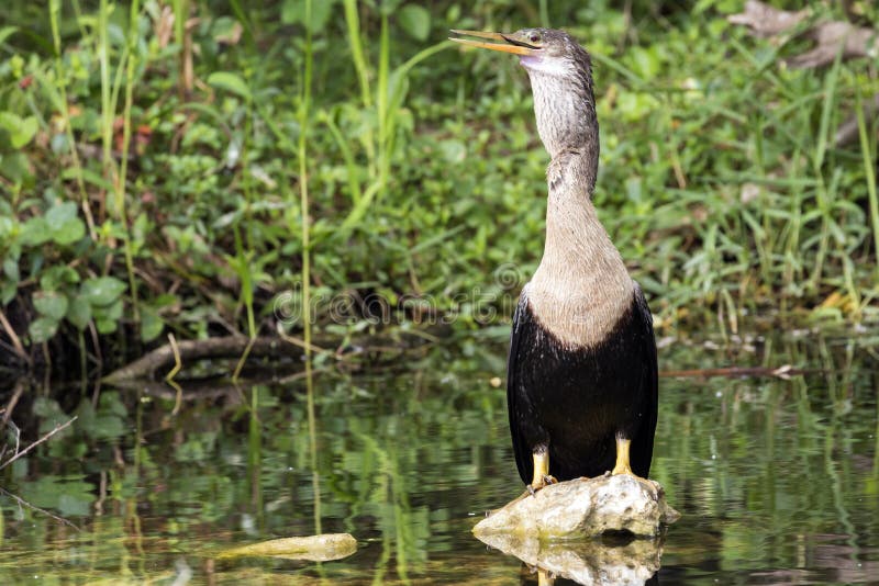 A wild anhinga eating a freshly caught armored catfish in Everglades National Park Florida. A wild anhinga eating a freshly caught armored catfish in Everglades National Park Florida.