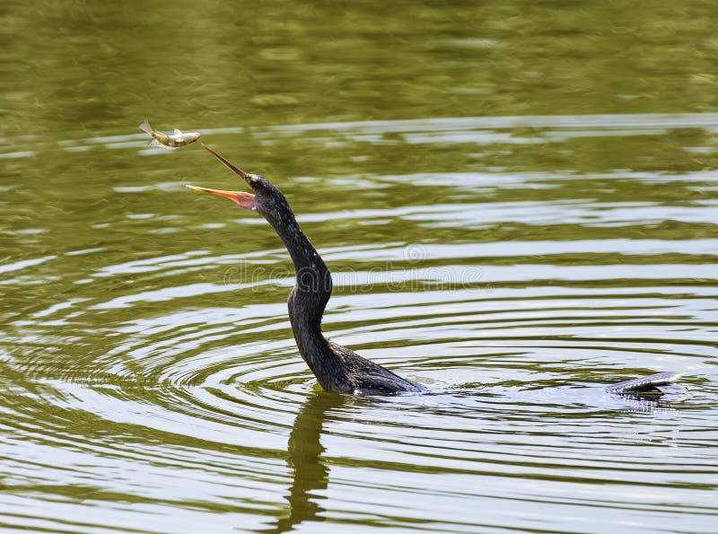 The double-crested cormorant is a member of the cormorant family of water birds. It is found near rivers and lakes, and in coastal areas, and is widely distributed across North America, from the Aleutian Islands in Alaska down to Florida and Mexico. The double-crested cormorant is a member of the cormorant family of water birds. It is found near rivers and lakes, and in coastal areas, and is widely distributed across North America, from the Aleutian Islands in Alaska down to Florida and Mexico.