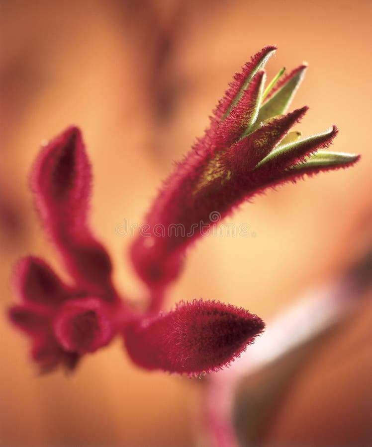 Australian anigozanthos flower in bloom
