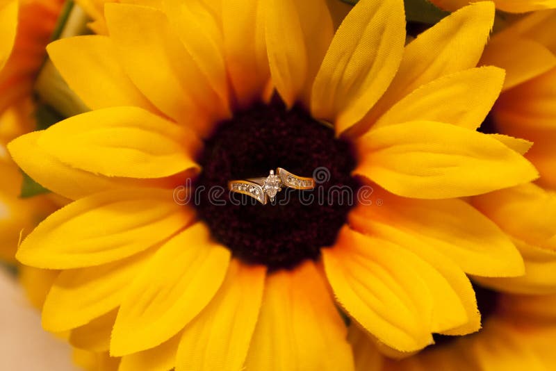 Anillo De Compromiso En El Medio De Un Girasol Imagen de archivo - Imagen  de luces, boda: 75052129