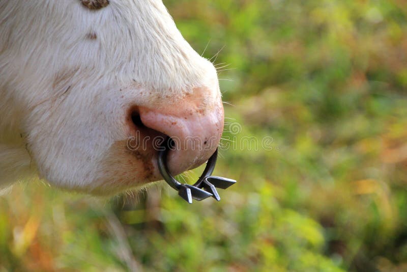 Featured image of post Vaca Con Piercing En La Nariz Aunque suele ser muy f cil de mantener limpio puede infectarse como cualquier otro piercing