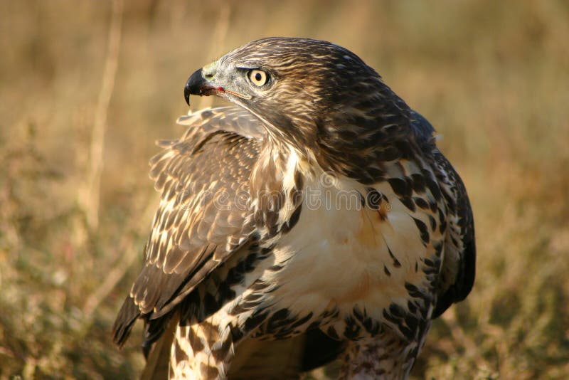 Anima munita rossa del falco sul becco